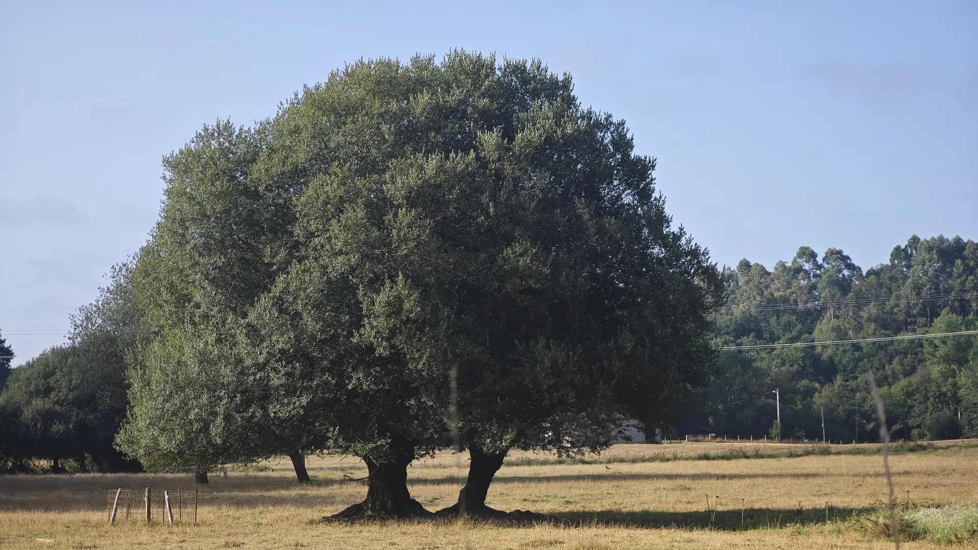 Un árbol grande, de dos troncos, en un prado