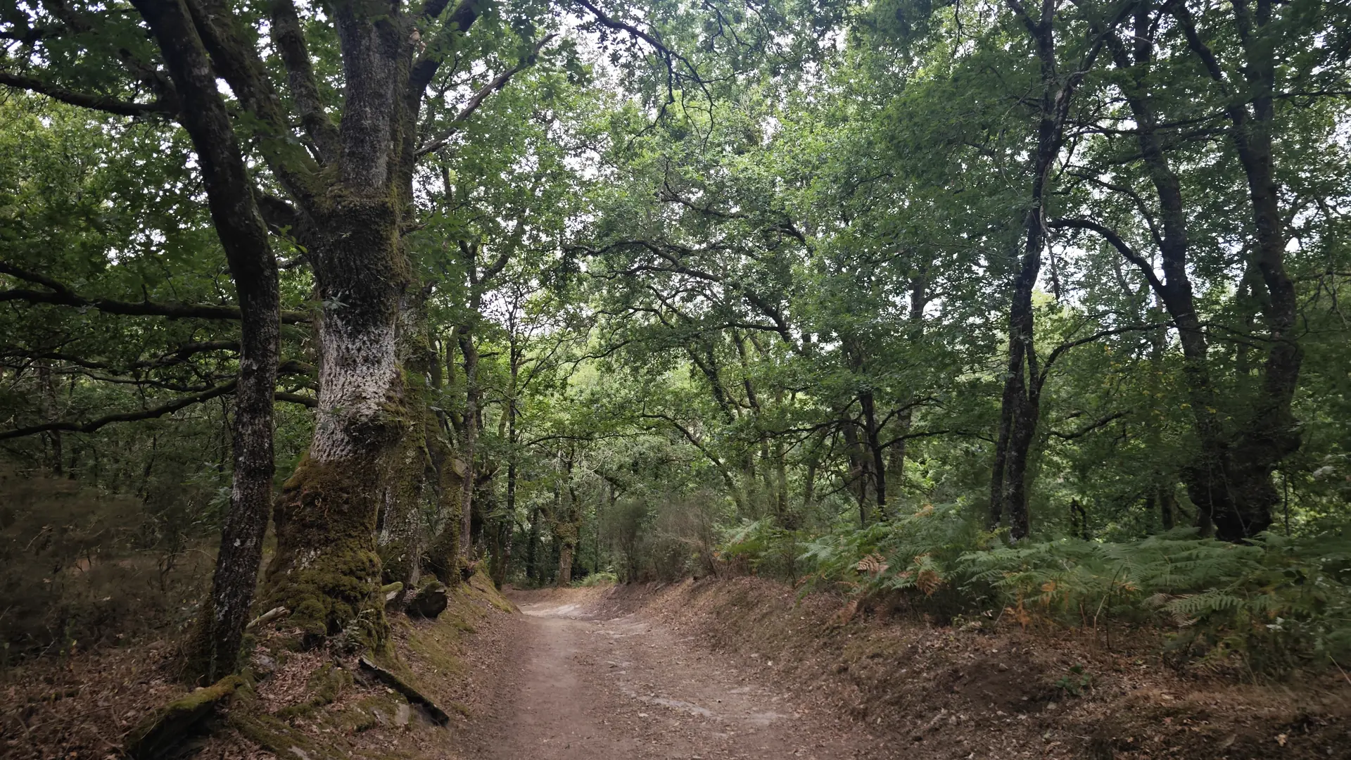 Un camino de tierra entre robles